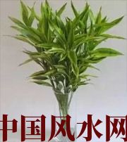 长治十二生肖养什么植物最旺财运？你知道吗！